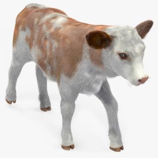 3D model Cow Calf in Walking Pose Fur 2