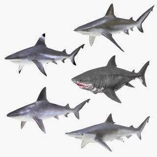 3D model Sharks Collection 11