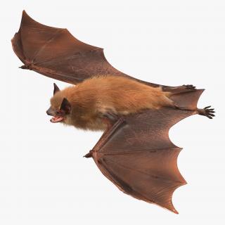 Bat with Fur 3D