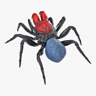 3D Mouse Spider Rigged with Fur model