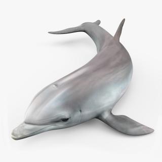 3D Realistic Bottlenose Dolphin Turn model