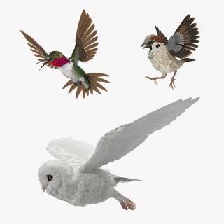 3D Birds Rigged Collection model