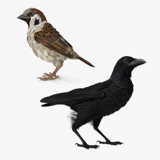 3D Raven and Sparrow 3D Models Collection model