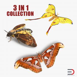 3D Moths Collection