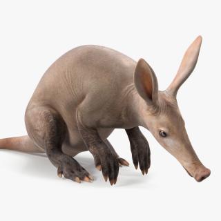 Night Mammal Aardvark Sitting Pose 3D model