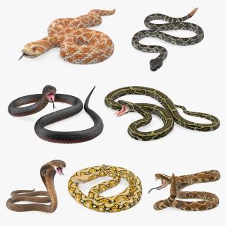 Snakes Collection 5 3D model