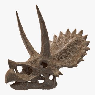 Triceratops Skull Fossil 3D model