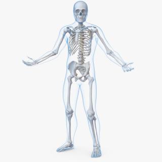 3D model Male Body with Skeleton Rigged