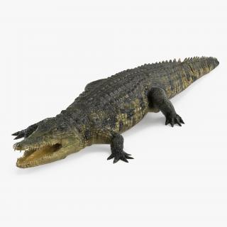 Crocodile 3D model