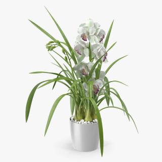 Orchid Pot Flower White Fur 3D