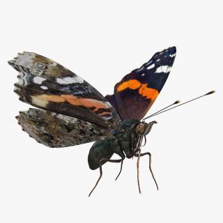 3D Red Admiral Butterfly Flying Pose model