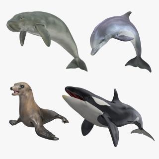 Marine Mammals Collection 3 3D