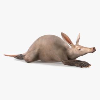 African Animal Aardvark Lying Pose 3D model