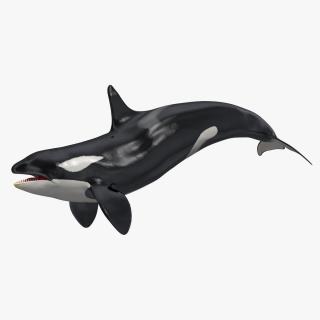 3D Killer Whale Swimming Pose