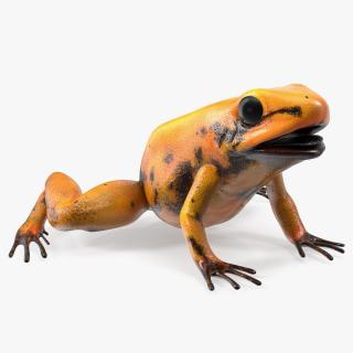 3D model Orange Golden Poison Frog