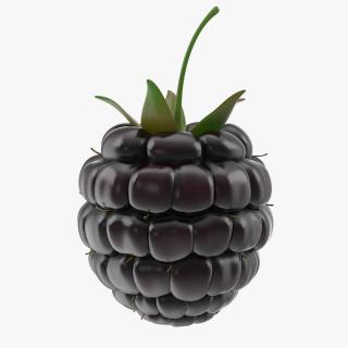 3D Fresh Blackberry