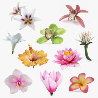 3D Flowers Collection 13