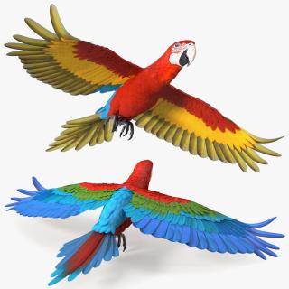 3D Red and Green Macaw Parrot Flight Pose model