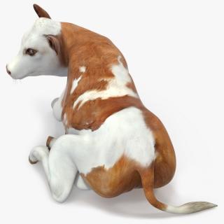 Cow Calf in Lying Pose 3D