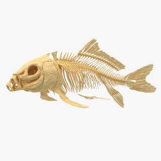 3D Carp Skeleton model