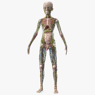 3D Young Man Body Anatomy without Muscles model