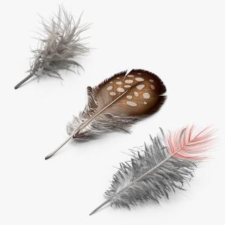 Feathers Collection 3D model