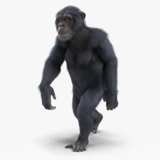 3D Animated Chimpanzee Walking Dark Skin Fur Rigged model