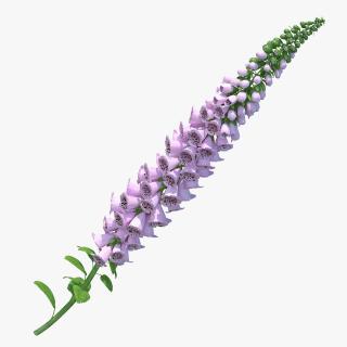 Digitalis Purpurea Plant 3D model