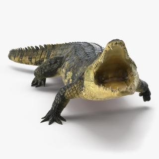 Animated Crocodile Attack Rigged 3D