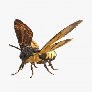 Deaths Head Hawkmoth Rigged 3D