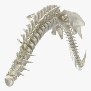 3D model Dinosaur Spinal Cord