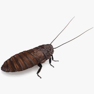 3D Brown Hooded Cockroach with Fur Rigged model