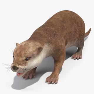 River Otter Basic Pose 3D