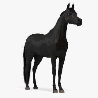 3D Arabian Horse Black Fur model