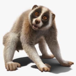 3D Bengal Slow Loris Fur Rigged model