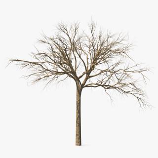 3D Naked Small Tree