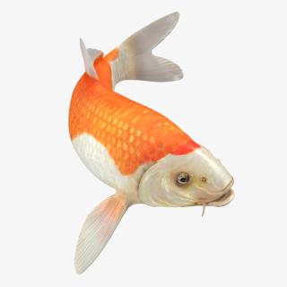 3D model Harivake Koi Fish Swiming Pose