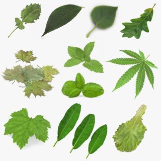 Leaves Collection 7 3D model