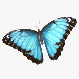 Emperor Butterfly 3D