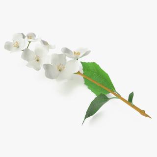 Jasmine Branch with Flowers 3D