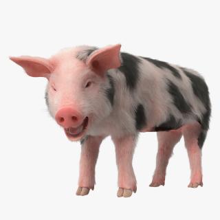 3D model Pig Piglet Pietrain with Fur Rigged