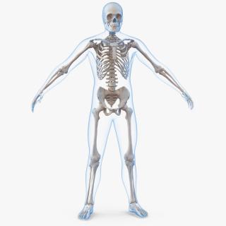 3D Male Body with Skeleton model