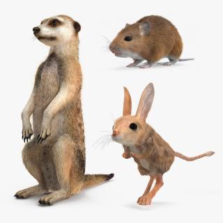 Desert Animals Fur Collection 3D model