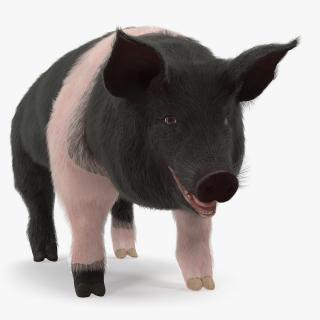 3D Hampshire Pig Sow with Fur