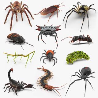 Creeping Insects Collection 6 3D model