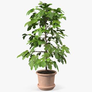 3D Potted Small Fig Tree