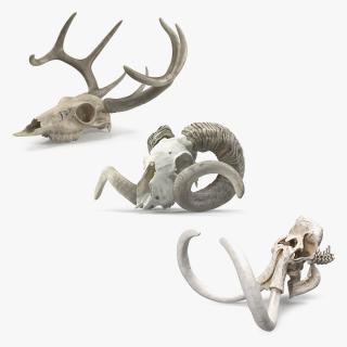 Skulls Collection 3 3D model