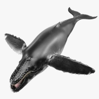 Baleen Whale 3D