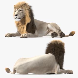 3D model White Male Lion Lying Pose Fur