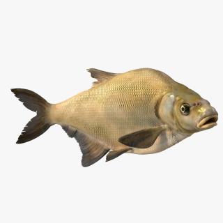 Bronze Bream Fish Rigged 3D model